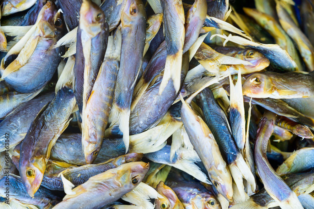 Fototapeta premium Sun dried fish