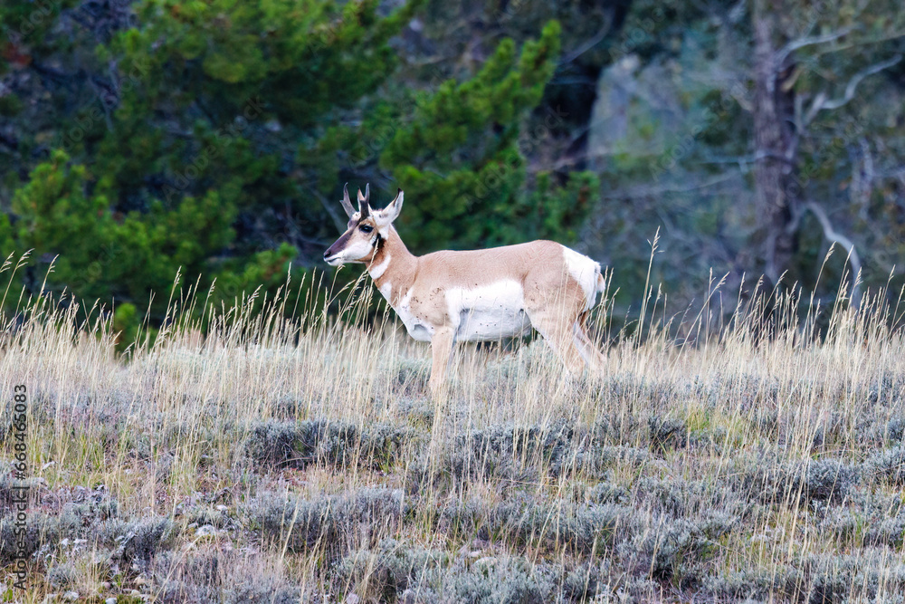 Pronghorn (Antilocapra Americana) standing in a meadow during early fall. Pronghorn (Antilocapra Americana) standing in a meadow during early fall.
