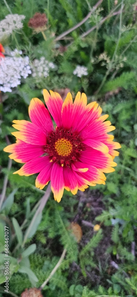 Obraz premium Flowers in a Field