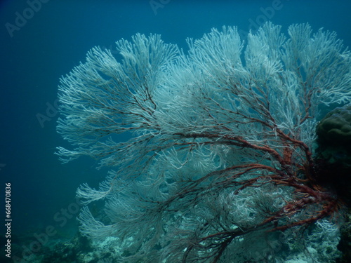 Beautiful sea fan under the Raja Ampat sea, West papua, Indonesia. Soft coral, Gorgonia ventalina. Tropical underwater sea eco system. Blue and darkness. © Andri
