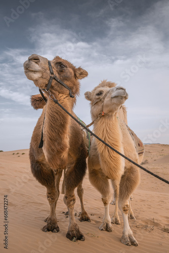 Two camels posing in the desert  Inner-Mongolia  China