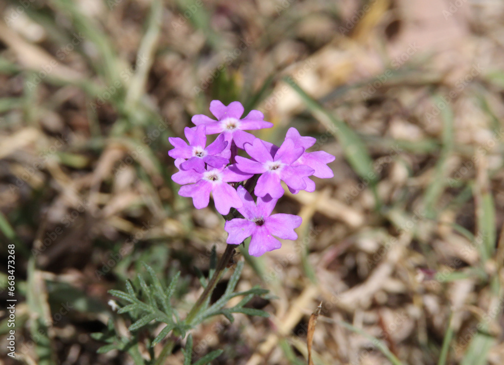 Close up of purple flowers on a verbena plant Close up of purple flowers on a verbena plant