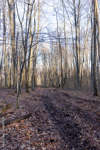 Wallpaper Mural Autumn forest, the rays of the rising sun illuminate the leafless forest, sleeping nature. Torontodigital.ca