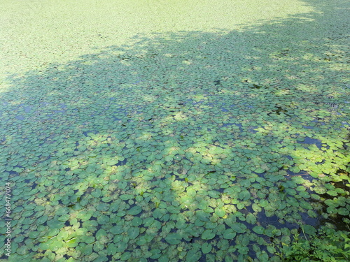 Fototapeta Naklejka Na Ścianę i Meble -  pond simple nature img