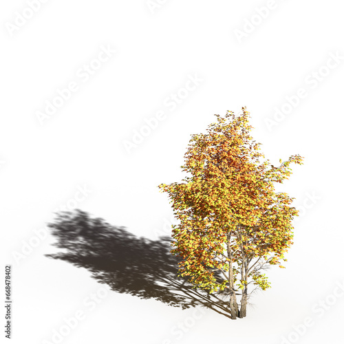 big tree  isolated on white background  3D illustration  cg render