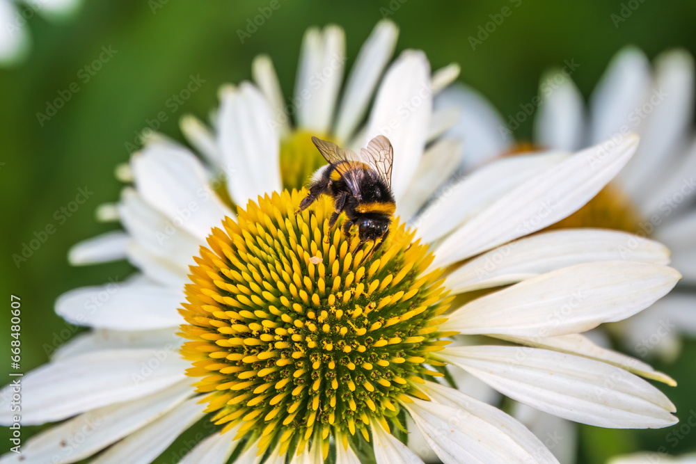 A closeup shot of a bee collecting pollen on a white echinacea flower A closeup shot of a bee collecting pollen on a white echinacea flower