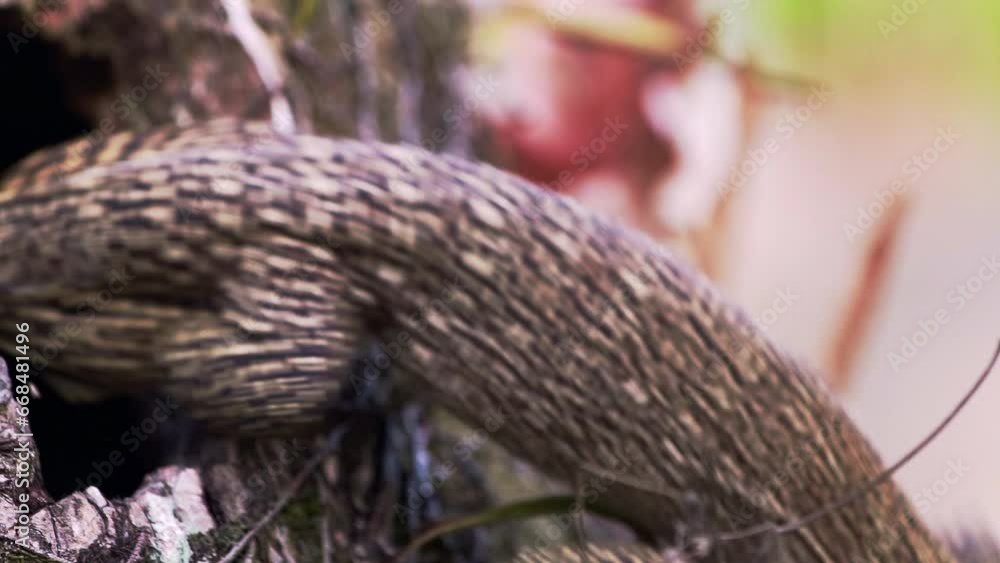 Water monitor lizard in nest startled by falling twig crawls down tree. Water monitor lizard in nest startled by falling twig crawls down tree.