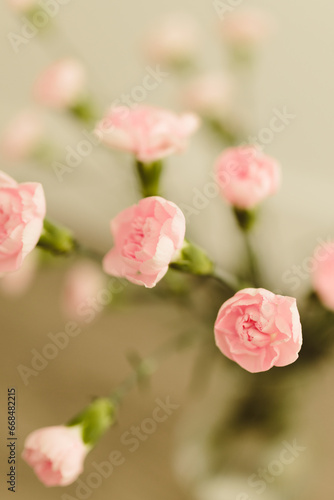 A bouquet of pink roses against a background of a window with tulle. Flowers in a glass vase. Peach carnations