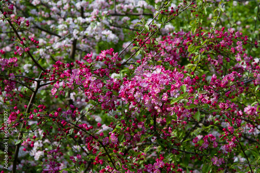 Colorful apple tree in spring in Denmark Colorful apple tree in spring in Denmark