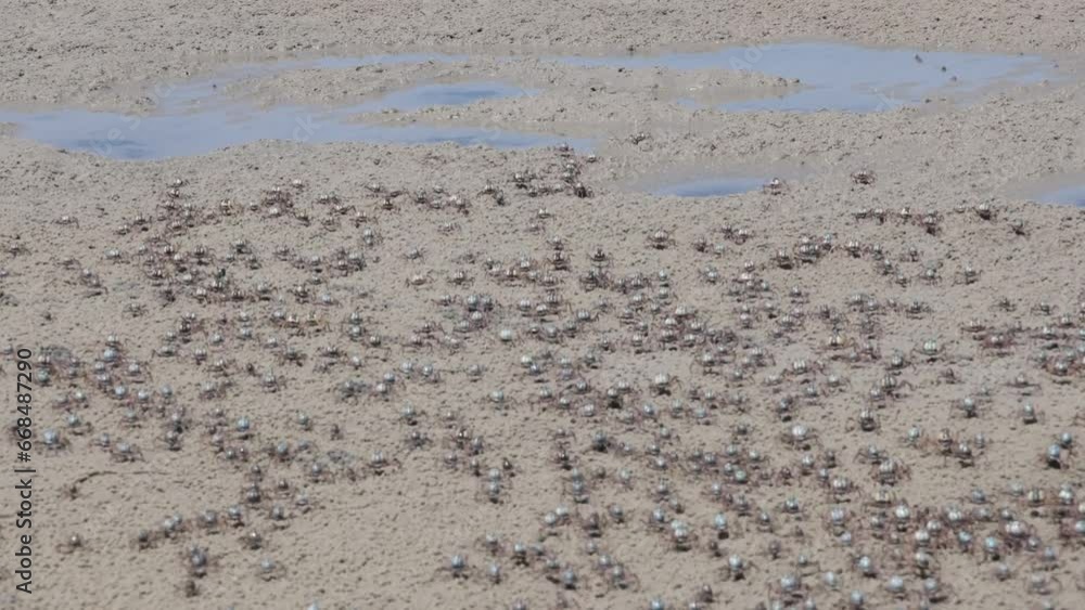 Soldier crabs in large numbers walking along the sandy beach in Australia. Soldier crabs in large numbers walking along the sandy beach in Australia.