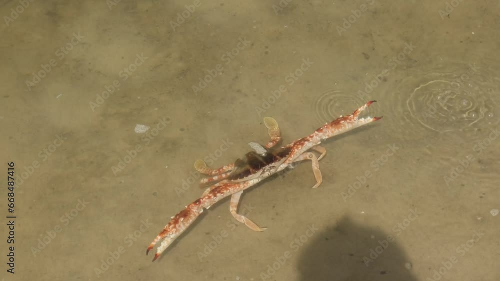Chesapeake blue crab walking on the sandy ocean floor. Chesapeake blue crab walking on the sandy ocean floor.