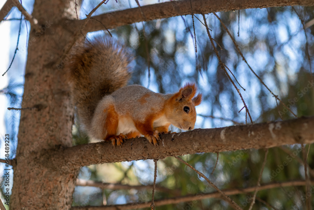 Fototapeta premium A beautiful red squirrel eats nuts in the forest. A squirrel with a fluffy tail sits and eats nuts close-up.