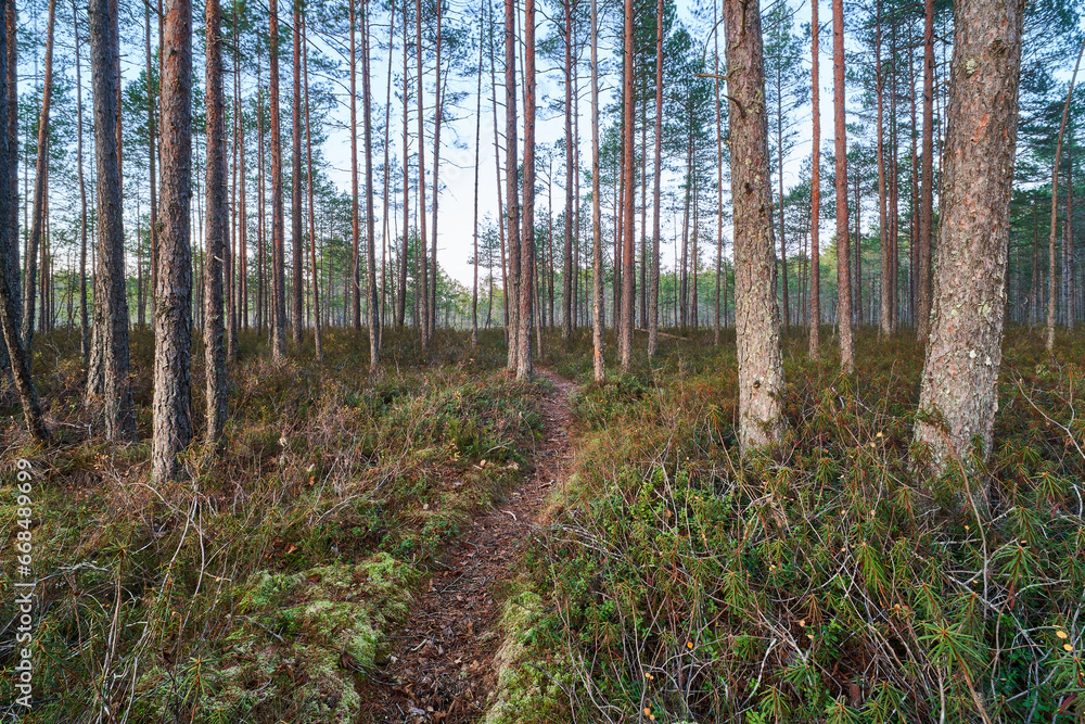 Obraz premium Swamp and forest