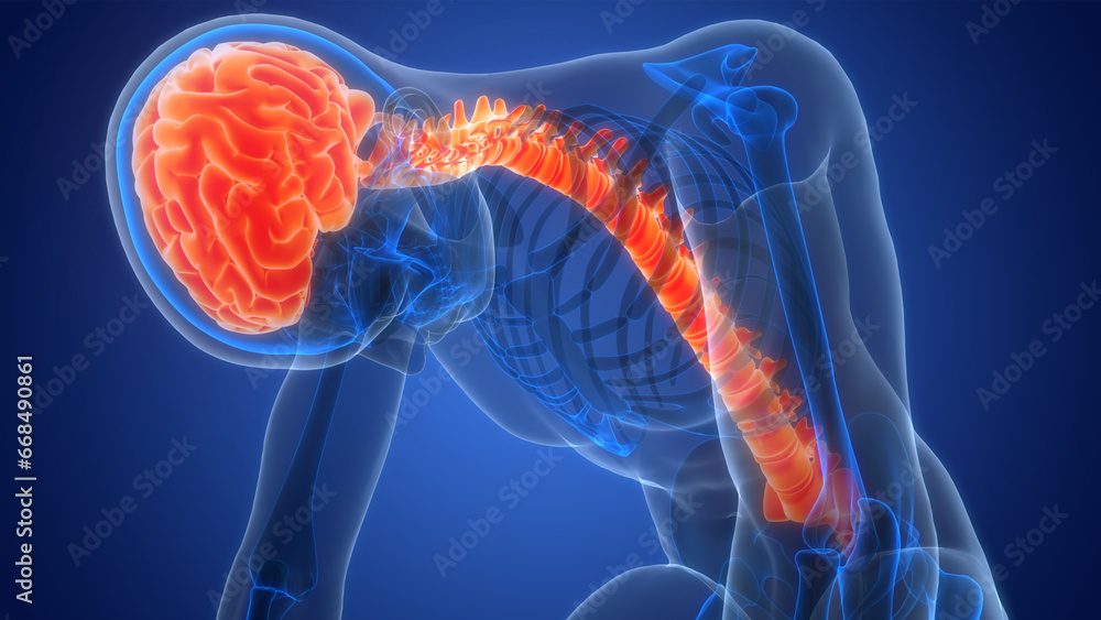Central Organ of Human Nervous System Brain Anatomy Central Organ of Human Nervous System Brain Anatomy