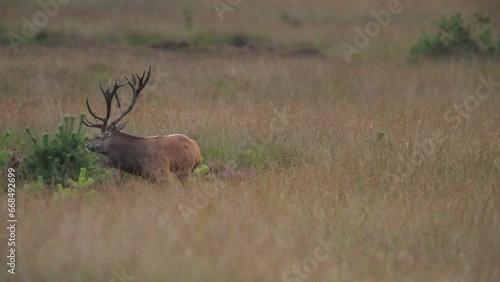Medium shot of a large red deer bull in a large brown grassy field looking around before going back to his harem of doe to graze photo