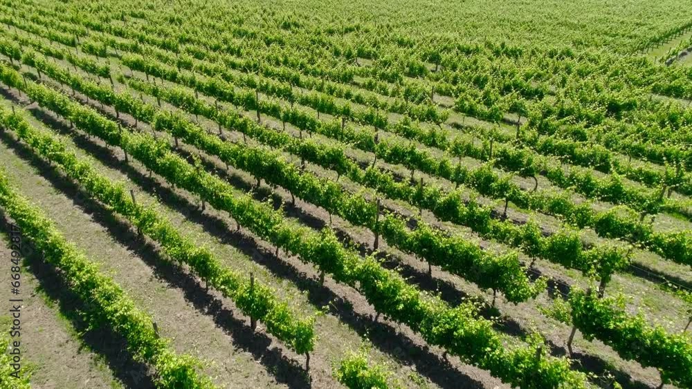 Vineyards Wine Region Field of Vineyards Grapes Vine on a Plantation Aerial View Vineyards Wine Region Field of Vineyards Grapes Vine on a Plantation Aerial View
