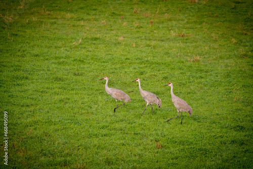 A family of Sandhill Cranes, two adults and one juvenile, walking through a grassy field