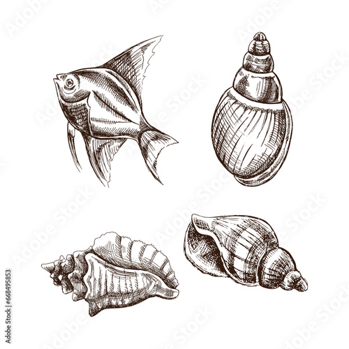 Seashells, tropical fish vector set. Hand drawn sketch illustration. Collection of realistic sketches of various molluscs sea shells of various shapes isolated on white background.