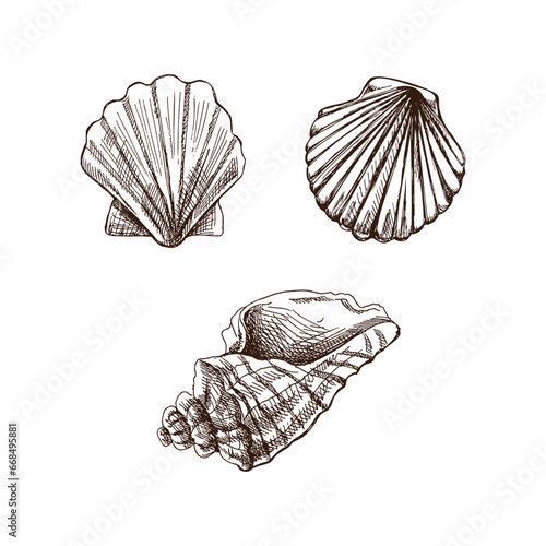 Seashells, scallop seashell vector set. Hand drawn sketch illustration. Collection of realistic sketches of various ocean creatures isolated on white background.