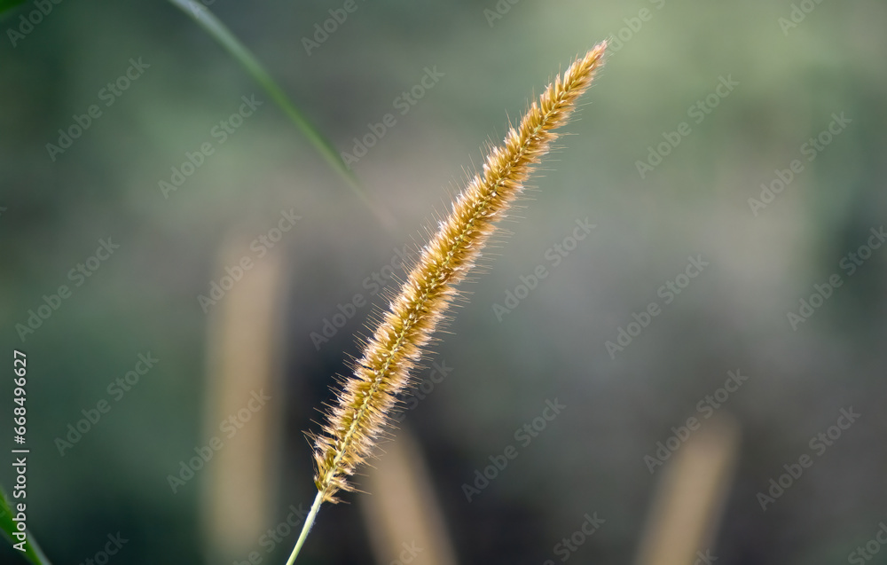 Gorgeous Fountain Grass: Nature's Elegance Captured Gorgeous Fountain Grass: Nature's Elegance Captured