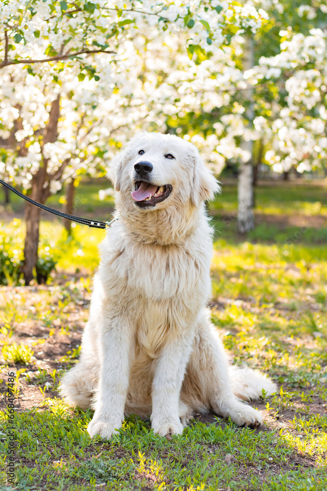 Maremma Abruzzese Sheepdog sits in the park against a background of blooming flowers.