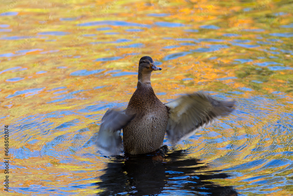 Fototapeta premium duck in the water