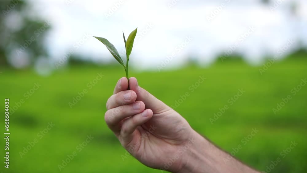Hands delicately holding a green tea plant (Camellia sinensis), showcasing the care and expertise required in the cultivation of this exquisite tea. Hands delicately holding a green tea plant (Camellia sinensis), showcasing the care and expertise required in the cultivation of this exquisite tea.