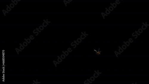 Bumble Bee - Flying Around Screen Loop  - Realistic 3D animation isolated with alpha channel
