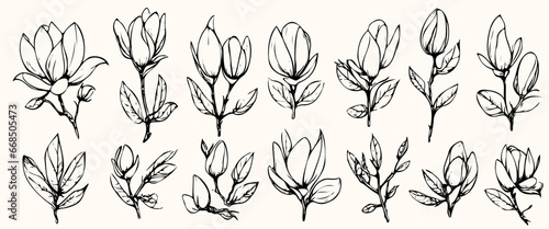 Vector set cotton plants sketch. Botanical illustrations isolated. elegant trendy greenery. Minimalist black sketch drawing for logo, jewelry design, cards, invitations on transparent background.