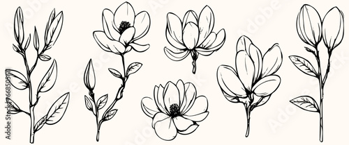 Vector set cotton plants sketch. Botanical illustrations isolated. elegant trendy greenery. Minimalist black sketch drawing for logo  jewelry design  cards  invitations on transparent background.