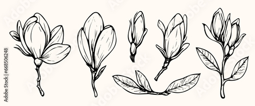 Set of handmade cotton flowers. Flower buds vector illustration. Botanical illustration for floral background. Design element for postcard, poster, cover, invitation. no AI created