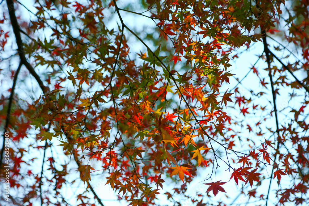 The calm and beautiful atmosphere of Kamagaya, Chiba Prefecture, Japan. The city has beautiful changing leaves and you can see Mount Fuji. The calm and beautiful atmosphere of Kamagaya, Chiba Prefecture, Japan. The city has beautiful changing leaves and you can see Mount Fuji.