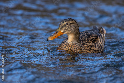 Stockente (Anas platyrhynchos) Weibchen photo