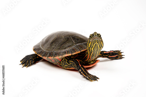 Painted turtle // Westliche Zierschildkröte (Chrysemys picta bellii) 
