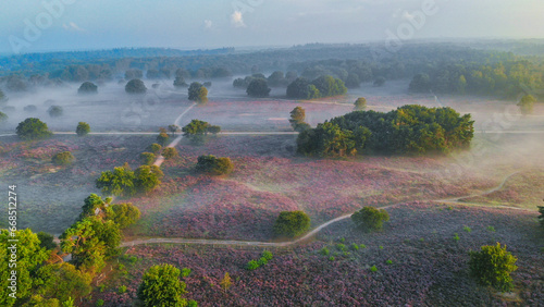 Zuiderheide National park Veluwe, purple pink heather in bloom, blooming heater on the Veluwe photo