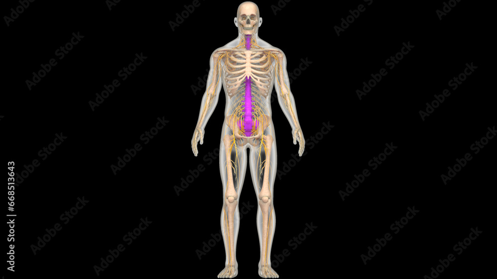 Spinal Cord Vertebral Column of Human Skeleton System Anatomy Spinal Cord Vertebral Column of Human Skeleton System Anatomy
