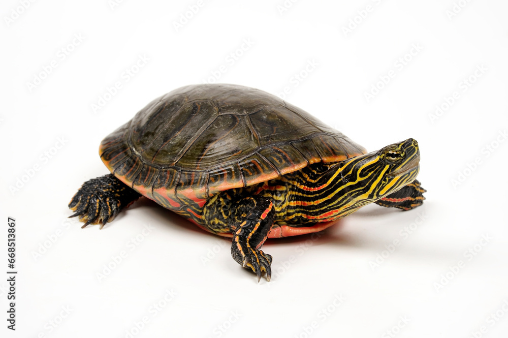 Painted turtle // Westliche Zierschildkröte (Chrysemys picta bellii) Painted turtle // Westliche Zierschildkröte (Chrysemys picta bellii)