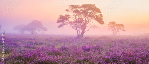 Photography Zuiderheide National park Veluwe, purple pink heather in bloom, blooming heater