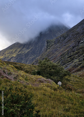 A dramatic foggy morning sky covers a rugged and rocky mountain crest, but sunlight breaks through to illuminate a pastoral picture of sheep grazing in a fresh green meadow filled with yellow flowers