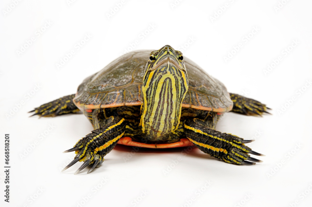 Obraz premium Westliche Zierschildkröte // Painted turtle (Chrysemys picta bellii) 