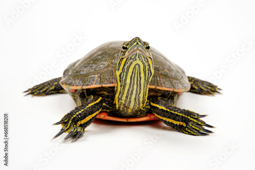 Westliche Zierschildkröte // Painted turtle  (Chrysemys picta bellii) 