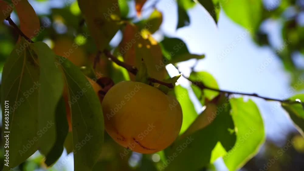 Persimmon on the sun tree. Green branches with ripe persimmons sway in the wind in the garden, the sun shines. Persimmon on the sun tree. Green branches with ripe persimmons sway in the wind in the garden, the sun shines.