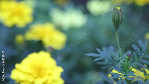 きれいに咲いたマリーゴールドの花 photo