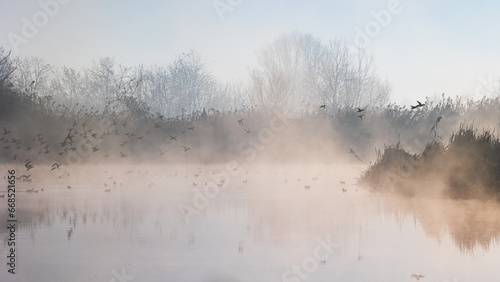 nebbia all'alba nel parco del Ticino