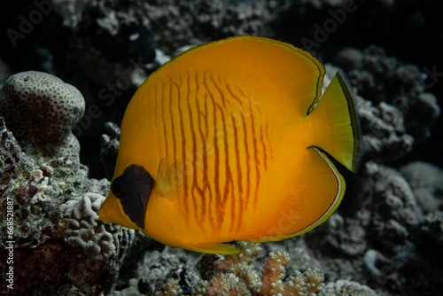 Foto Vibrant blue-cheeked butterflyfish (Chaetodon semilarvatus) under the sea