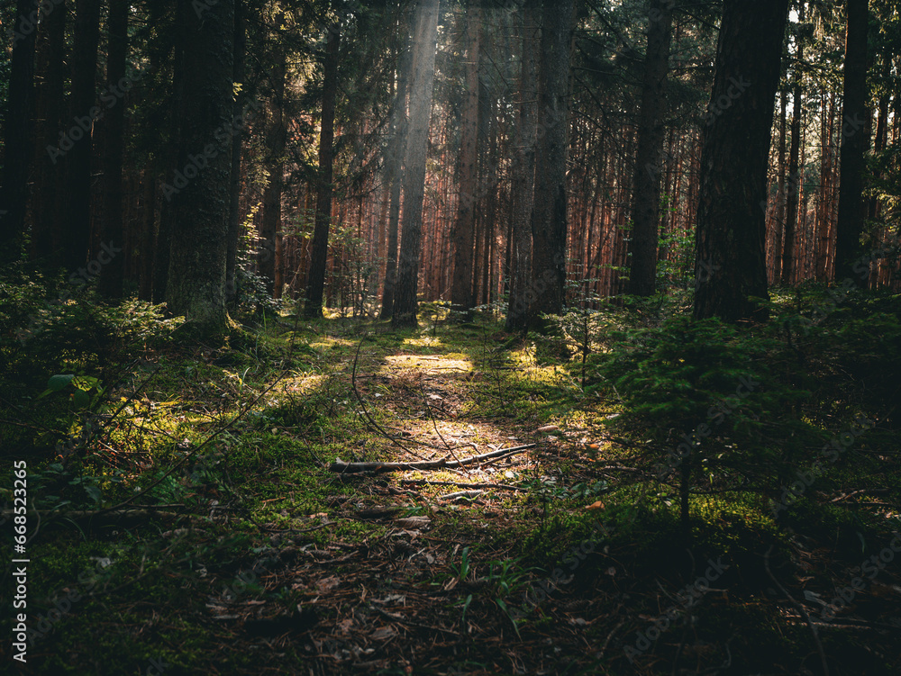 path in the forest with sunrays