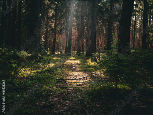 path in the forest with sunrays