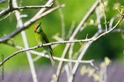 A bird with a green body and brown head sits on a branch.