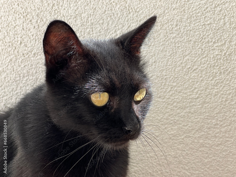 Black cat feline portrait.