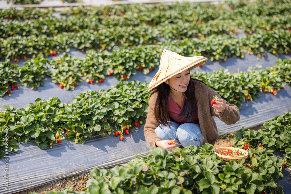 Woman visit strawberry field and pick strawberry